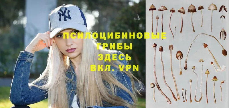 Галлюциногенные грибы Psilocybine cubensis  Киреевск 